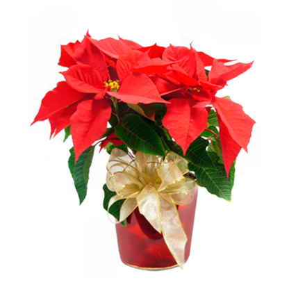 Poinsettia in Red