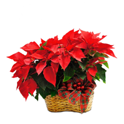 Double Poinsettia