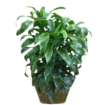 Variegated Dracaena