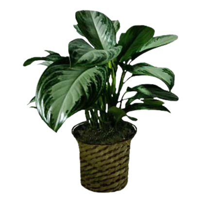 Chinese Evergreen