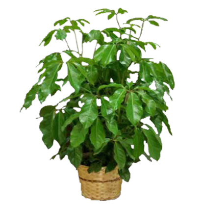 Schefflera