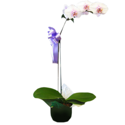 Phalaenopsis Orchid Plant