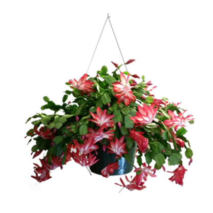 Christmas Cactus