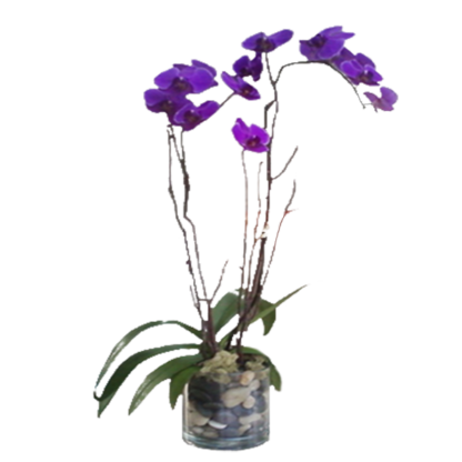 Purple Phalaenopsis Orchid