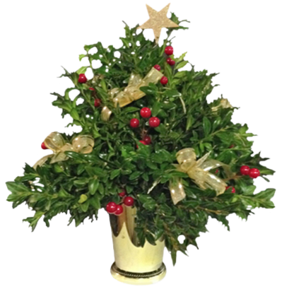 Boxwood Christmas Tree