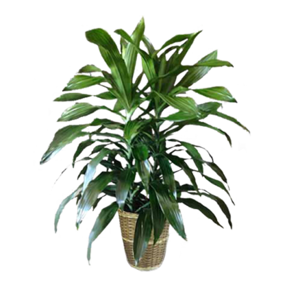 Double Dracaena