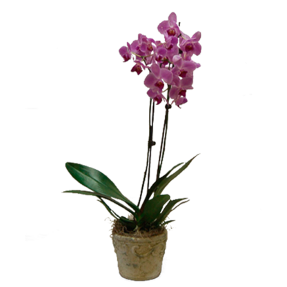 Potted Purple Phalaenopsis