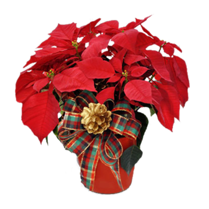 Poinsettia in Plaid